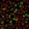 Calponin-1 antibody, GTX34450, GeneTex, Immunofluorescence image 