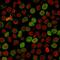 Calponin 1 antibody, GTX34450, GeneTex, Immunofluorescence image 