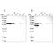 Endoplasmic Reticulum Oxidoreductase 1 Alpha antibody, NBP1-84799, Novus Biologicals, Western Blot image 