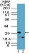 Rhox-11 antibody, NBP2-23830, Novus Biologicals, Western Blot image 