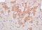 Ring Finger Protein 148 antibody, orb13676, Biorbyt, Immunohistochemistry paraffin image 