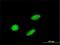 Glial Cells Missing Transcription Factor 1 antibody, H00008521-M02, Novus Biologicals, Immunofluorescence image 