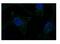 Non-POU Domain Containing Octamer Binding antibody, 29-403, ProSci, Enzyme Linked Immunosorbent Assay image 