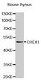 Checkpoint Kinase 1 antibody, MBS125858, MyBioSource, Western Blot image 