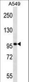 Synaptopodin antibody, LS-C161643, Lifespan Biosciences, Western Blot image 