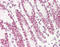 Kruppel Like Factor 4 antibody, 48-086, ProSci, Immunohistochemistry paraffin image 