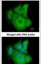 PSA antibody, PA5-22124, Invitrogen Antibodies, Immunofluorescence image 