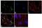 Regulatory Associated Protein Of MTOR Complex 1 antibody, 42-4000, Invitrogen Antibodies, Immunofluorescence image 