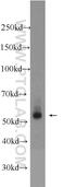 Ring Finger Protein 25 antibody, 24536-1-AP, Proteintech Group, Western Blot image 