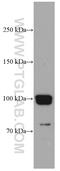 Connector enhancer of kinase suppressor of ras 1 antibody, 66796-1-Ig, Proteintech Group, Western Blot image 