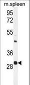 Upstream Transcription Factor 1 antibody, LS-C160462, Lifespan Biosciences, Western Blot image 