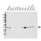 Aldose reductase antibody, VMA00554, Bio-Rad (formerly AbD Serotec) , Western Blot image 