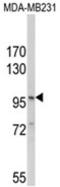 NLR Family Pyrin Domain Containing 3 antibody, AP18137PU-N, Origene, Western Blot image 