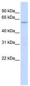 Leucine Rich Repeat Containing 15 antibody, TA342103, Origene, Western Blot image 