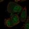 Nucleic Acid Binding Protein 1 antibody, PA5-66952, Invitrogen Antibodies, Immunofluorescence image 