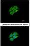 Pantothenate kinase 1 antibody, PA5-21707, Invitrogen Antibodies, Immunofluorescence image 