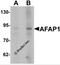 Actin Filament Associated Protein 1 antibody, 6557, ProSci, Western Blot image 