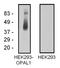 Outcome predictor in acute leukemia 1 homolog antibody, NBP2-62210, Novus Biologicals, Western Blot image 