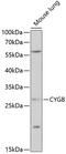 Cytoglobin antibody, 15-400, ProSci, Western Blot image 