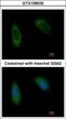 Translocating chain-associated membrane protein 1 antibody, GTX108535, GeneTex, Immunofluorescence image 