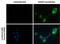 Glutamate Decarboxylase 1 antibody, PA5-21397, Invitrogen Antibodies, Immunofluorescence image 