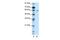 Potassium Voltage-Gated Channel Modifier Subfamily G Member 1 antibody, GTX47696, GeneTex, Western Blot image 