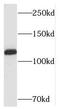 SH3 Domain Binding Protein 4 antibody, FNab07830, FineTest, Western Blot image 