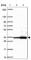 Pyrroline-5-Carboxylate Reductase 2 antibody, HPA056873, Atlas Antibodies, Western Blot image 