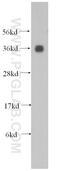 Alcohol dehydrogenase [NADP+] antibody, 15054-1-AP, Proteintech Group, Western Blot image 