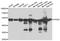 Protein Disulfide Isomerase Family A Member 6 antibody, A7055, ABclonal Technology, Western Blot image 
