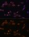 Cytochrome P450 Oxidoreductase antibody, GTX32801, GeneTex, Immunofluorescence image 
