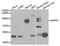 Mitogen-Activated Protein Kinase 7 antibody, A2111, ABclonal Technology, Western Blot image 