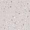 TSC Complex Subunit 2 antibody, NBP1-82849, Novus Biologicals, Immunohistochemistry paraffin image 