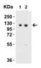 Vinculin antibody, 7489, ProSci, Western Blot image 