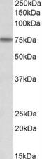 Kelch Like ECH Associated Protein 1 antibody, NBP1-78793, Novus Biologicals, Western Blot image 