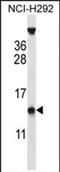 Pyrin domain-containing protein 1 antibody, PA5-71785, Invitrogen Antibodies, Western Blot image 