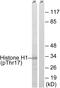 Histone H1.5 antibody, OAAF07576, Aviva Systems Biology, Western Blot image 