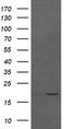 Cancer/Testis Antigen 1B antibody, LS-C787947, Lifespan Biosciences, Western Blot image 