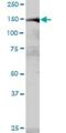 MYB Binding Protein 1a antibody, H00010514-B01P, Novus Biologicals, Western Blot image 