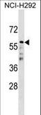 Cell Division Cycle 20B antibody, LS-C159317, Lifespan Biosciences, Western Blot image 