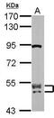 CUGBP Elav-Like Family Member 2 antibody, PA5-34856, Invitrogen Antibodies, Western Blot image 