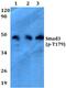 SMAD Family Member 3 antibody, A00059T179, Boster Biological Technology, Western Blot image 