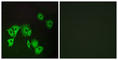 Forkhead Box E1 antibody, abx015029, Abbexa, Western Blot image 