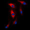 Microtubule-associated serine/threonine-protein kinase 2 antibody, LS-B13628, Lifespan Biosciences, Immunofluorescence image 