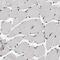 CTF antibody, PA5-64917, Invitrogen Antibodies, Immunohistochemistry frozen image 