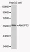 Angiopoietin 2 antibody, abx000833, Abbexa, Western Blot image 