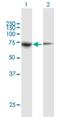 Peptidylprolyl Isomerase Domain And WD Repeat Containing 1 antibody, H00023398-B01P, Novus Biologicals, Western Blot image 