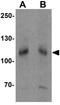 Signal Peptide, CUB Domain And EGF Like Domain Containing 3 antibody, GTX32089, GeneTex, Western Blot image 