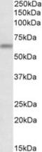 Autophagy Related 16 Like 1 antibody, MBS421951, MyBioSource, Western Blot image 