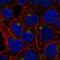 Transmembrane Protein 63A antibody, NBP2-56514, Novus Biologicals, Immunocytochemistry image 